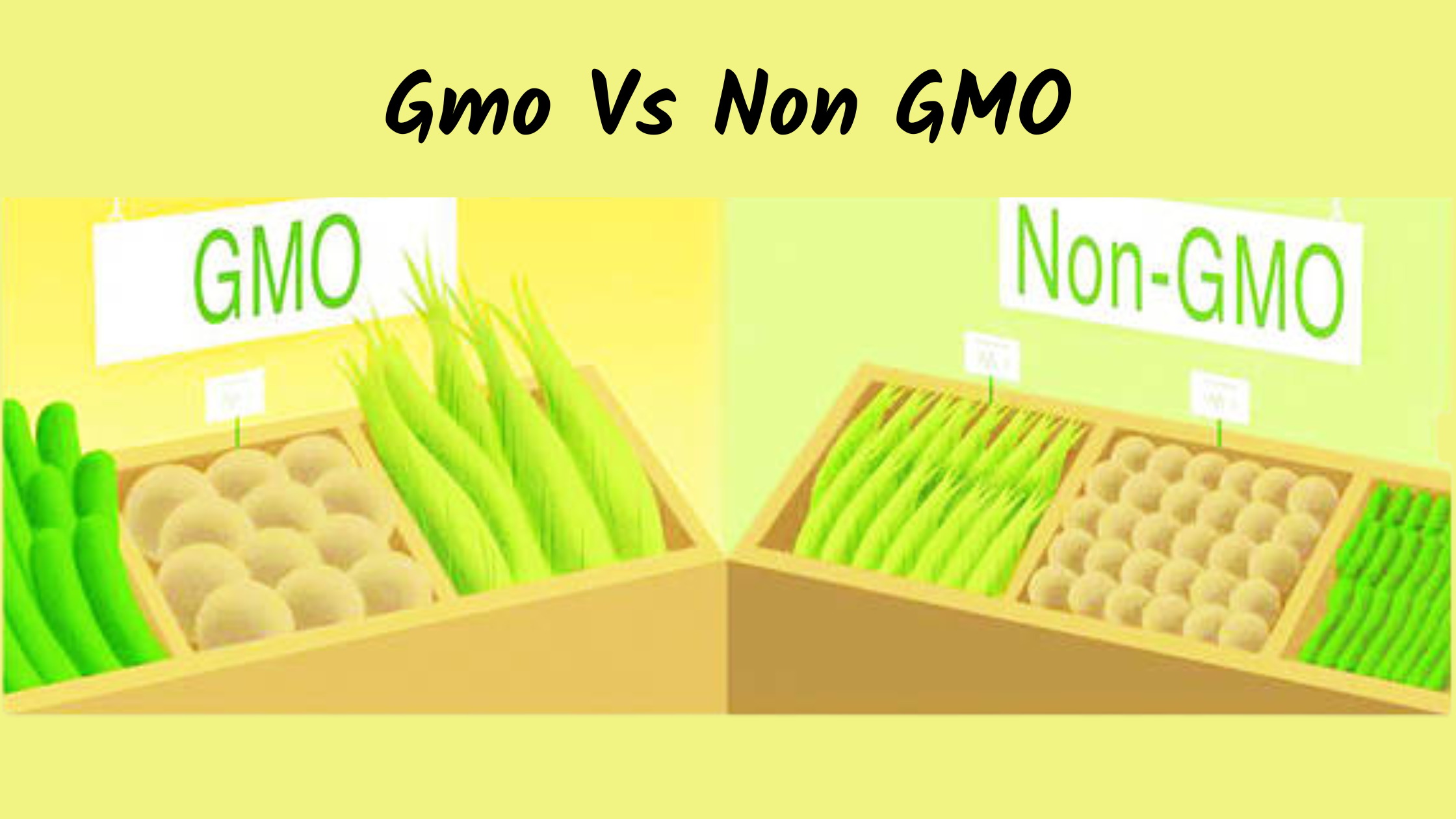 Gmo Vs Non GMO Let sLive gmo-vs-non-gmo-let-slive