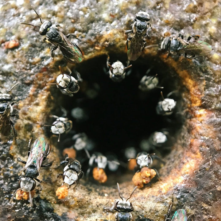 Stingless bee honey – a rare variety of honey