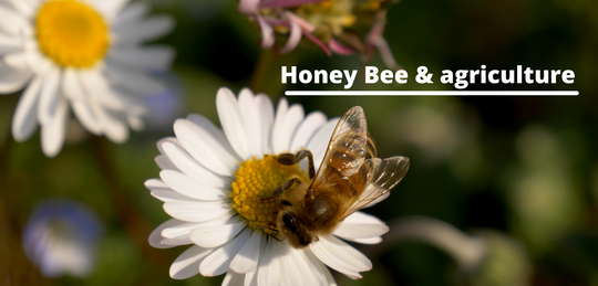 Effect of Honey bees on agriculture and food production